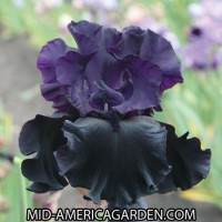 /album/a44/black-is-black-schreiner-r-2010-jpg/
